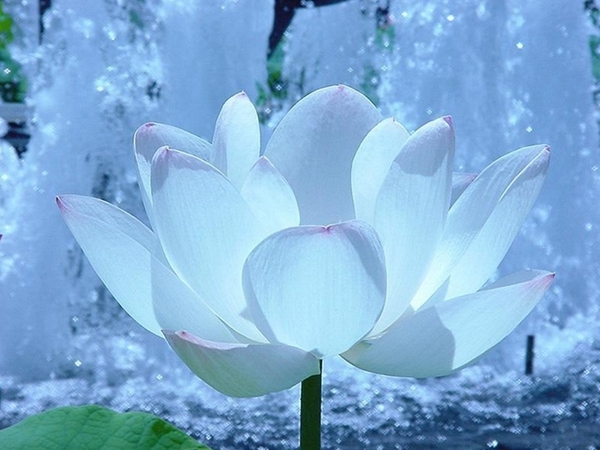 Fond-ecran-fleur-blanche